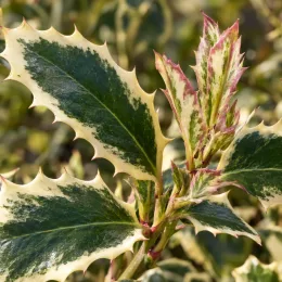 Houx commun 'Argenteomarginata' (Ilex aquifolium) — feuilles épineuses panachées vertes et crème