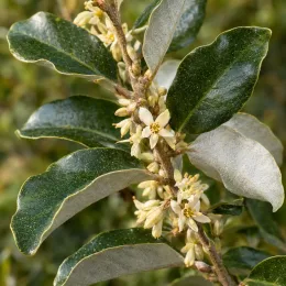Goumi du japon à baies rouges 'Atlantic' (Eleagnus ebbingei) — branche avec petites fleurs crème et feuillage vert luisant · Photo d'illustration