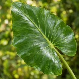 Oreille d’éléphant (Alocasia odora) — grand limbe foliaire brillant, nervure centrale marquée · Photo d'illustration
