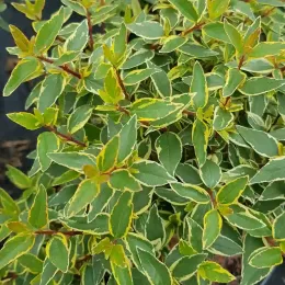Abélia 'Lucky lots' (Abelia grandiflora) — gros plan sur un feuillage vert marginé de jaune · Pot 3L Touffe