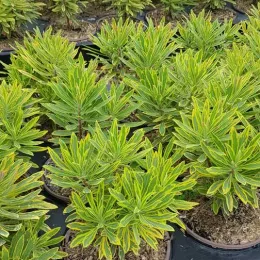 Euphorbe 'Ascot rainbow' (Euphorbia amygdaloides) — massif de jeunes plants vert jaunâtre en pot · Pot 3L