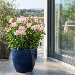 Alstrœmères (Alstroemeria) — plante fleurie en pot bleu sur terrasse moderne · Photo d'illustration