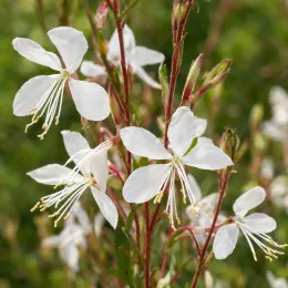 Gaura 'White' (Gaura steffi) — grappes de petites fleurs blanches délicates · Photo d'illustration