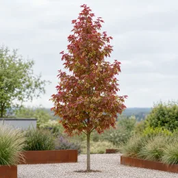 Érable champêtre 'Red shine' (Acer campestre) — jeune arbre isolé dans un jardin minéral