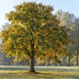 Châtaignier 'Marron d'olargues' (Castanea sativa) — grand arbre isolé dans une prairie · Photo d'illustration