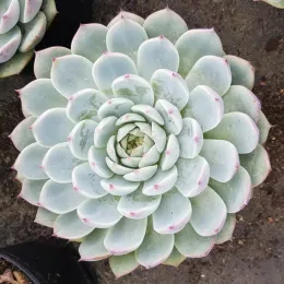 Echeveria 'Parva' (Echeveria pringlei) — rosette succulente vert pâle aux pointes rosées · Pot 2.5L