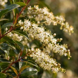 Laurier du portugal 'Myrtifolia' (Prunus lusitanica) — grappes de petites fleurs blanches et feuillage brillant · Photo d'illustration
