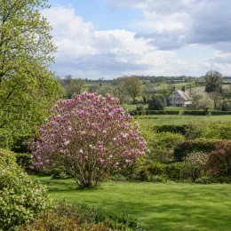 Magnolia de soulange 'Lennei rubra' (Magnolia soulangeana) — grand arbuste fleuri rose dans jardin champêtre