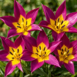 Tulipe botanique 'Persian pearl' (Tulipa humilis var. pulchella) — gros plan de fleurs étoilées pourpres et jaunes