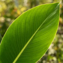 Canna (Canna niagara) — grand feuillage vert en gros plan · Photo d'illustration
