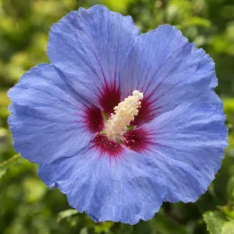 Althéa 'Super blue' (Hibiscus syriacus) — fleur simple bleue à cœur rouge vif · Photo d'illustration