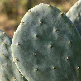 Cactée 'Ellisiana' (Opuntia cacanapa) — gros plan sur cladode de cactus aplati · Photo d'illustration