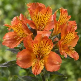 Alstroemeria 'Indian summer' (Alstroemeria aurea) — gros plan sur fleurs orangées tachetées · Photo d'illustration