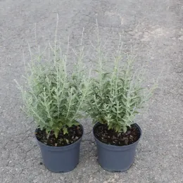 Sauge de sibérie 'Prime time' (Perovskia atriplicifolia) — deux jeunes plants dressés en pot plastique · Pot 3L