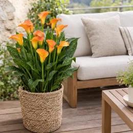 Calla orange 'Orange de sologne' (Zantedeschia elliottiana) — grandes fleurs orange en pot sur terrasse · Photo d'illustration