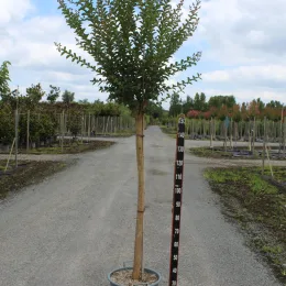 Lilas des indes 'Blanc' (Lagerstroemia indica) — arbuste tige haute en pot sur allée de pépinière · Pot 15L 1/2 tige