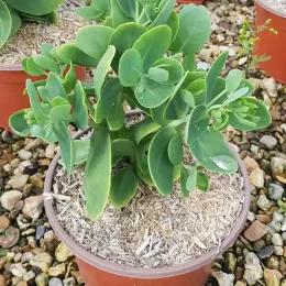 Sedum 'Brillant' (Sedum spectabilis) — plante succulente verte en pot de pépinière · Pot 2.5L Touffe