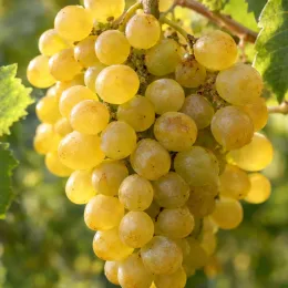 Cépage de table blanc 'Noah' (Vitis vinifera) — grappe de raisins blancs bien mûrs · Photo d'illustration