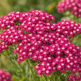 Achillée 'Cerise queen' (Achillea millefolium) — ombelles de petites fleurs rose vif serrées · Photo d'illustration