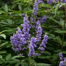 Vitex-Gattilier