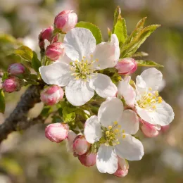 Pommier 'Winter gold' (Malus sieboldii) — grappe de fleurs blanches avec boutons roses