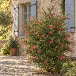 Grevillea 'Mason's hybrid' — arbuste fleuri devant maison en pierre, plein air · Photo d'illustration