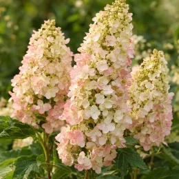 Hydrangea à feuilles de chêne 'Munchkin' (Hydrangea quercifolia) — grandes grappes florales coniques blanc rosé, feuillage vert · Photo d'illustration