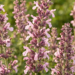 Menthe aux chats 'Dawn to dusk' (Nepeta grandiflora) — épis floraux denses roses et mauves, gros plan · Photo d'illustration