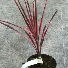 Cordyline australe 'Southern splendour' (Cordyline australis) — jeune plant aux longues feuilles rubanées rose et pourpre · Pot 2.5L