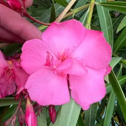 Laurier rose 'Roseum Plenum' (Nerium oleander) — gros plan de fleurs roses doubles avec feuillage allongé