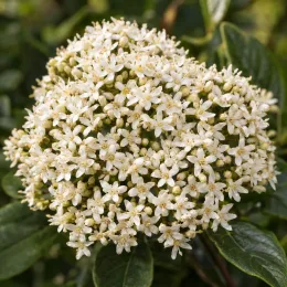 Viorne tin 'Fairy stars' (Viburnum tinus) — gros plan sur ombelle de petites fleurs blanches