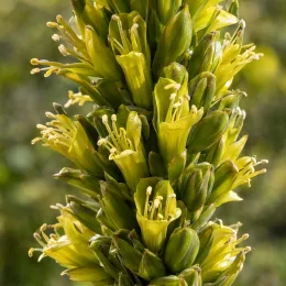 Broméliacée du chili (Puya chilensis) — gros plan sur épis de fleurs vert jaunâtre · Photo d'illustration