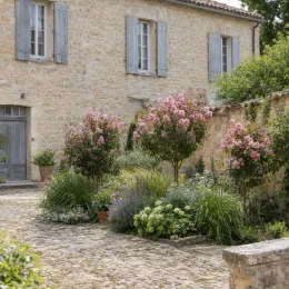 Lilas des indes 'Eveline' (Lagerstroemia indica) — arbustes aux fleurs roses dans cour pavée devant maison