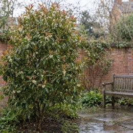 Osmanthe à feuilles variables (Osmanthus yunnanensis) — arbuste fleuri près d’un banc de jardin · Photo d'illustration