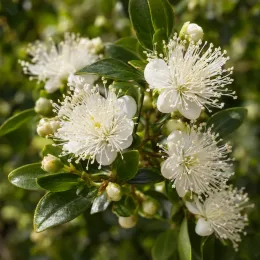 Myrte 'Luma' (Myrtus apiculata) — fleurs blanches ouvertes et boutons ronds, gros plan · Photo d'illustration