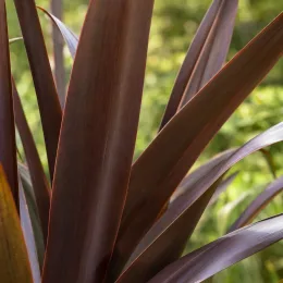 Lin de nouvelle-zélande pourpre 'Purpurea' (Phormium tenax) — feuilles longues et étroites brun pourpre en gros plan · Photo d'illustration