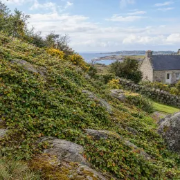 Framboisier rampant de taïwan (Rubus hayata-koidzumii) — plante couvre-sol sur pente rocheuse en bord de mer · Photo d'illustration