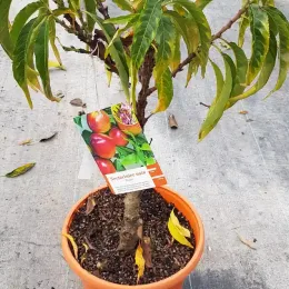 Brugnon nain rubis 'Necta zee' (Prunus persica) — jeune arbre fruitier en pot plastique orange · Pot 6L
