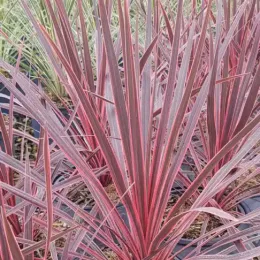 Cordyline 'Charlie boy' (Cordyline australis) — feuillage rubané rouge rosé formant une touffe dense · Pot 3L