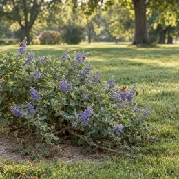 Gattilier à feuilles rondes (Vitex rotundifolia) — arbuste étalé aux petites fleurs violettes · Photo d'illustration