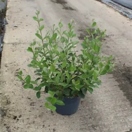 Feijoa. goyavier du brésil 'Gemini' (Feijoa sellowiana) — jeune arbuste au feuillage vert en pot · Pot 7.5L