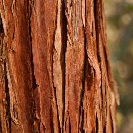 Cèdre du japon 'Elegans' (Cryptomeria japonica) — gros plan d’écorce fibreuse brun orangé