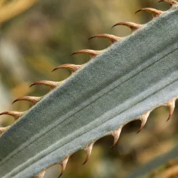 Puya violet 'Violacea' (Puya coerula) — gros plan sur feuille épineuse gris verdâtre · Photo d'illustration