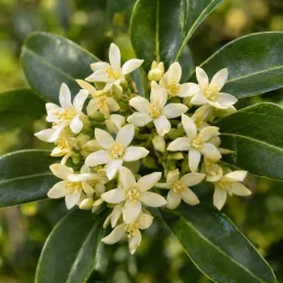 Pittospore (Pittosporum truncatum) — grappes de petites fleurs crème sur feuillage luisant · Photo d'illustration