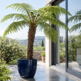 Fougère arborescente d'australie (Cyathea cooperi) — grande fougère en pot sur terrasse contemporaine · Photo d'illustration