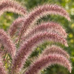 Herbe aux écouvillons 'Karley rose' (Pennisetum orientale) — longs épis plumeux rosés sur fond vert · Photo d'illustration