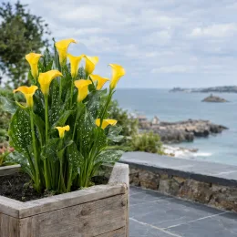 Calla jaune (Zantedeschia elliottiana) — potée fleurie jaune sur terrasse face à la mer