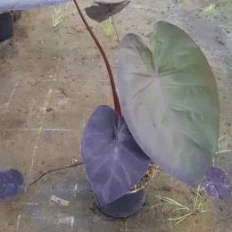Oreille d'éléphant 'Black saphir gecko' (Colocasia) — grand feuillage pourpre vert sur tiges rouges en pot · Pot 2.5L
