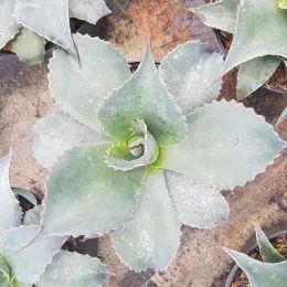 Agave à feuilles ovales (Agave ovatifolia) — rosette charnue aux feuilles épaisses dentelées · Pot 2.5L
