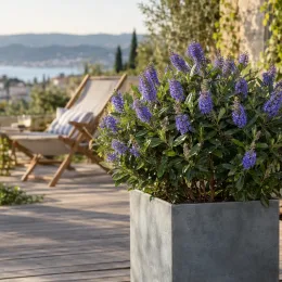 Véronique arbustive 'Gem' (Hebe) — arbuste fleuri violet dans grand bac sur terrasse · Photo d'illustration